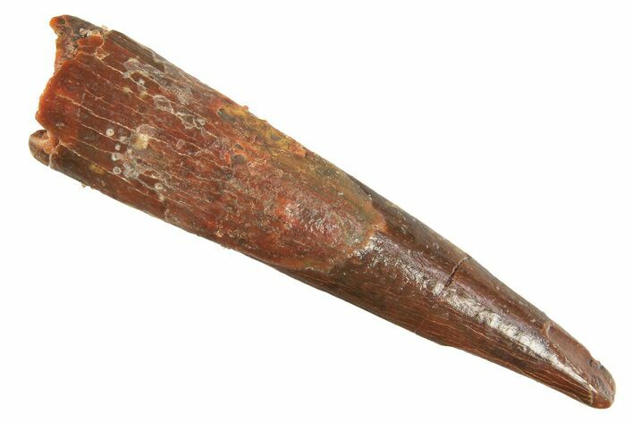 Fossil Pterosaur (Siroccopteryx) Tooth - Morocco #298538